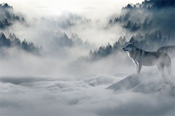 【夢占い】オオカミの夢の意味とシンボル