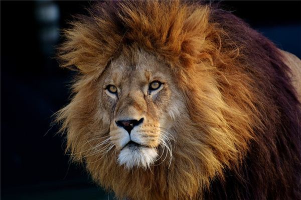 【夢占い】ライオンの夢の意味とシンボル