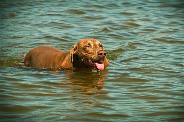 【夢占い】犬が泳ぐことを夢見ることの意味と象徴