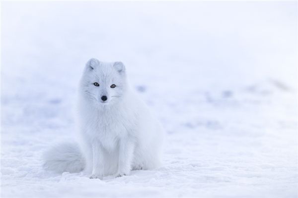 【夢占い】白狐の夢の意味と象徴