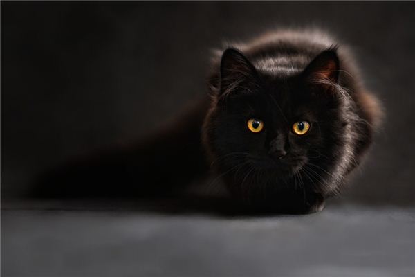 【夢占い】黒猫の夢の意味とシンボル