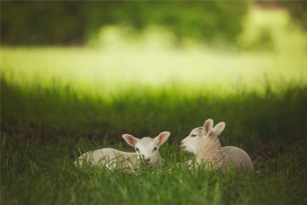 【夢占い】ヤギの夢の意味とシンボル