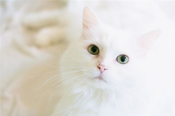 【夢占い】白猫の夢の意味と象徴