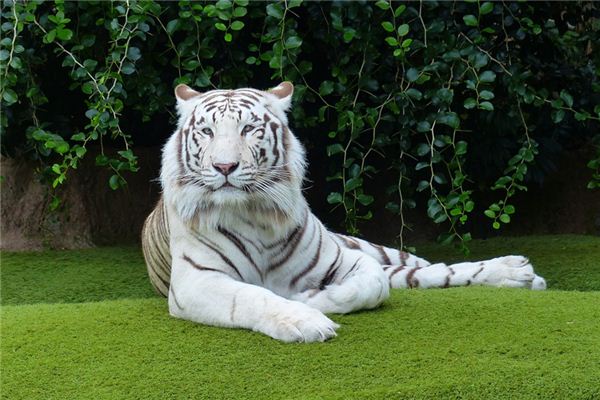 【夢占い】白虎の夢の意味とシンボル