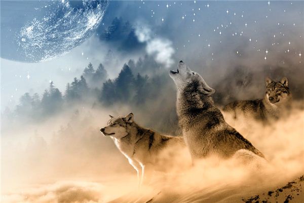 【夢占い】オオカミの夢の意味とシンボル
