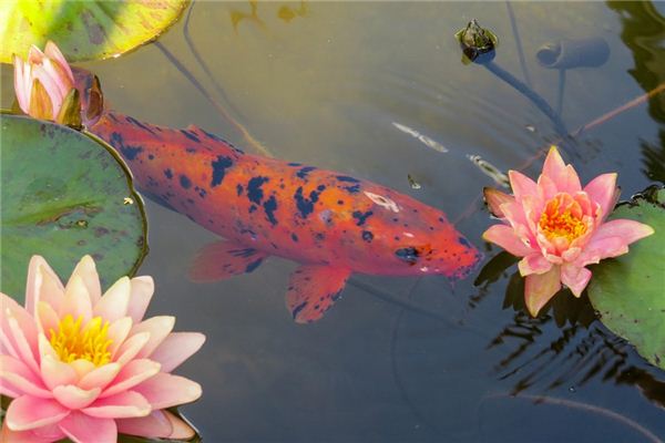 【夢占い】金魚の夢の意味とシンボル