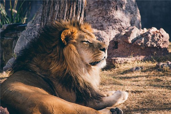 【夢占い】夢の中でライオンに噛まれる意味と象徴
