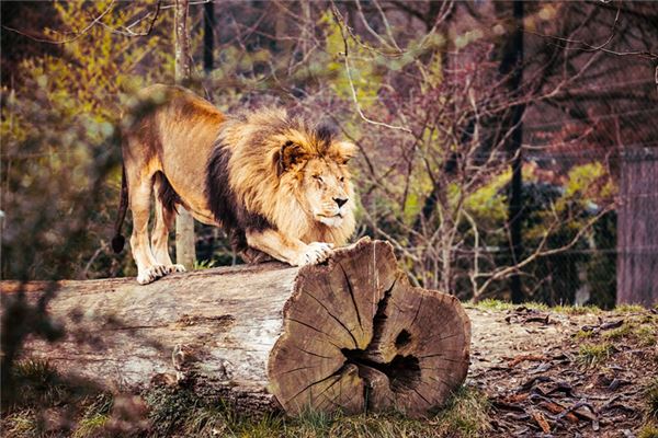 【夢占い】ライオンとトラの夢の意味とシンボル