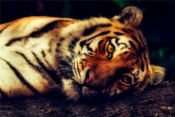 【夢占い】虎を殺すという夢の意味と象徴
