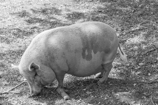 【夢占い】大きな太った豚の夢の意味とシンボル