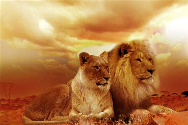 【夢占い】夢の中でライオンに追われることの意味と象徴