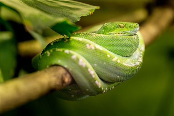 【夢占い】緑のヘビの夢の意味とシンボル