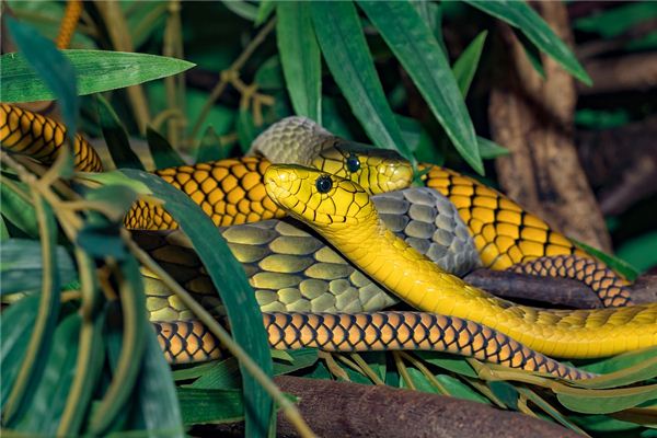 【夢占い】さまざまな色のヘビの夢の意味とシンボル