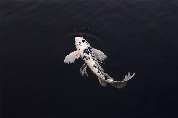 【夢占い】川や池で魚を夢見ることの意味とシンボル