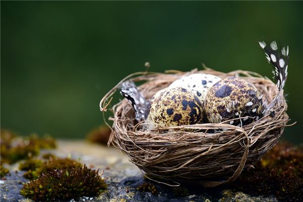 夢占い 鳥の卵の夢の意味