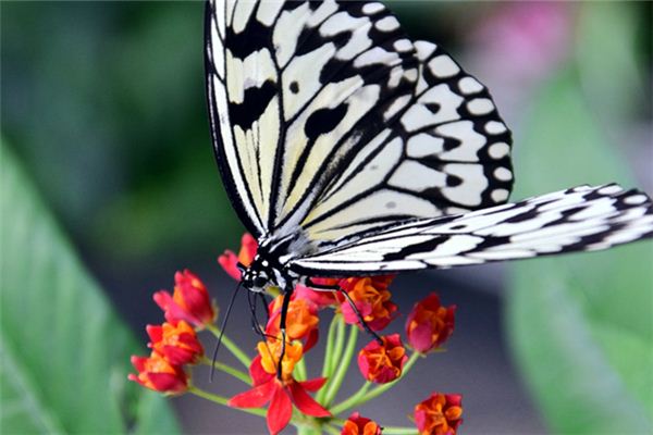 夢占い 白い蝶の夢の意味