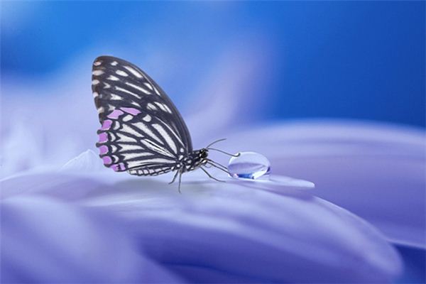 夢占い 蝶の死の夢の意味