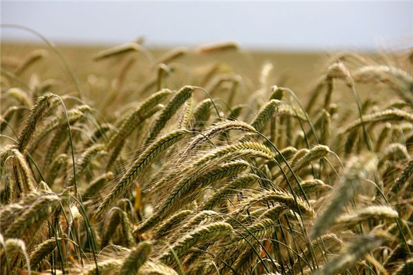 【夢占い】麦畑の夢の意味