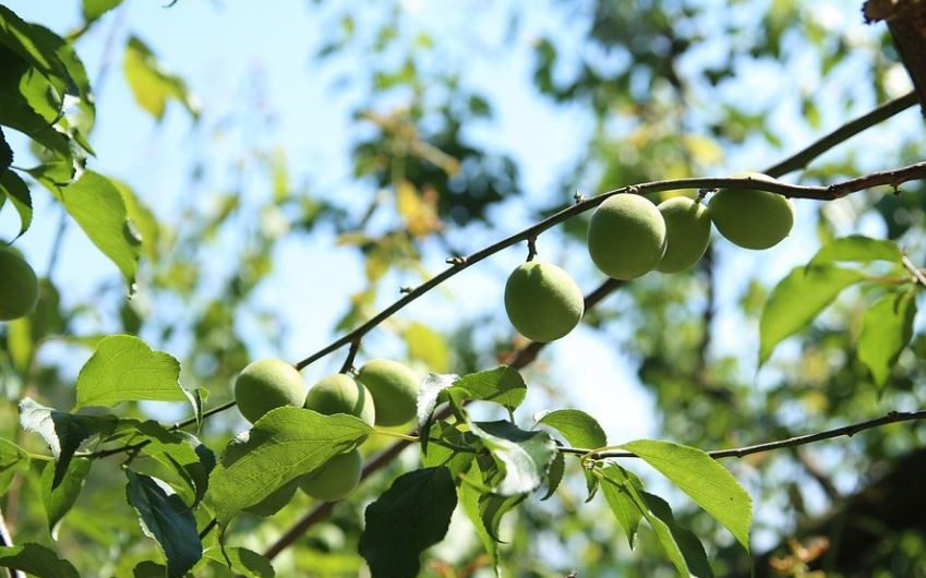 【夢占い】梅の夢の意味9選