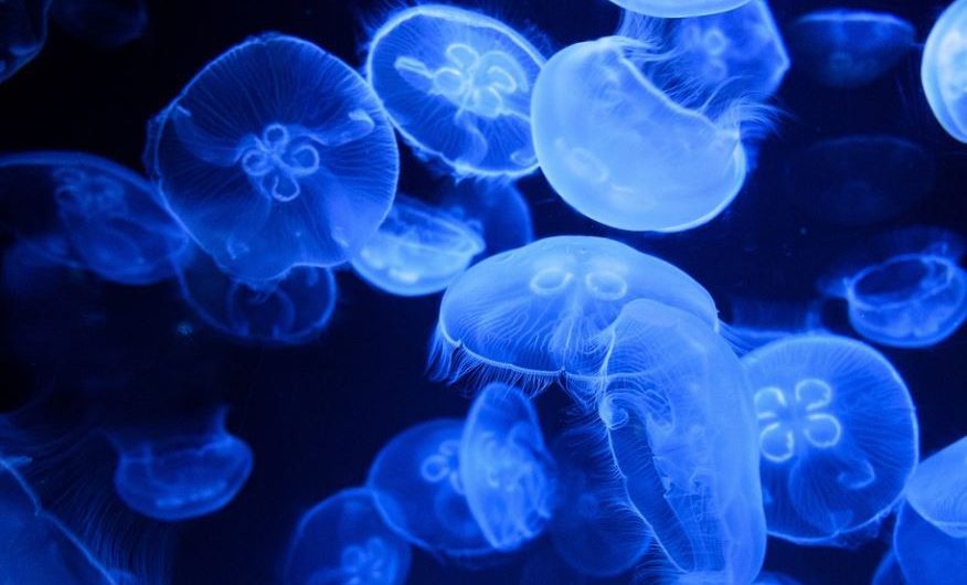 【夢占い】クラゲの夢の意味 13 選