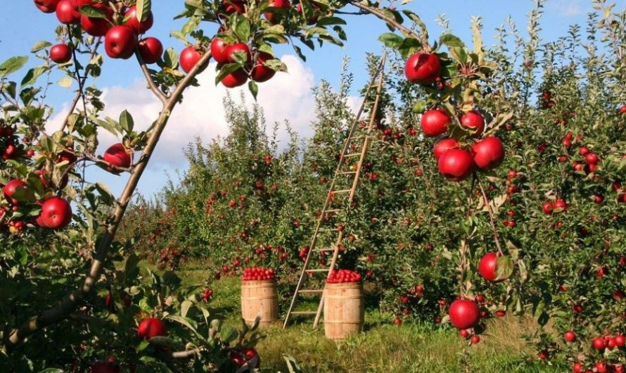 【夢占い】果樹の夢の意味 10 選