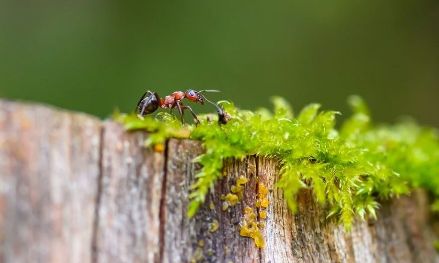 【夢占い】赤アリの夢の意味 10 選
