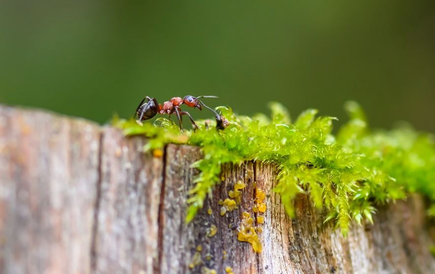 【夢占い】赤アリの夢の意味 10 選