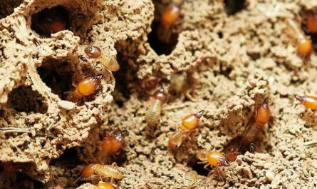 【夢占い】シロアリの夢の意味 11 選