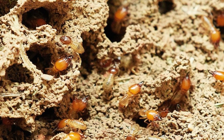 【夢占い】シロアリの夢の意味 11 選