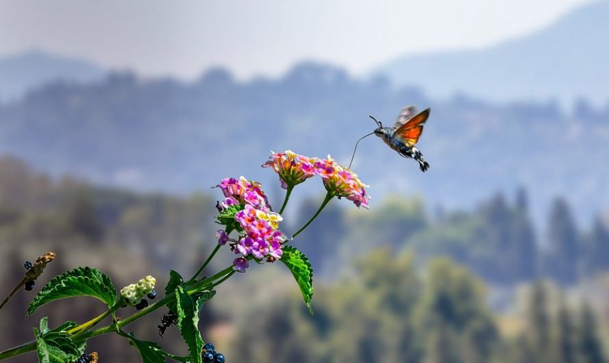 【夢占い】蛾の夢の意味 13 選