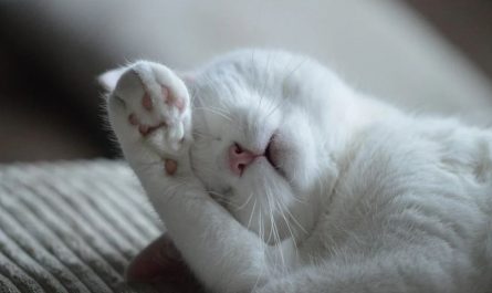 【夢占い】病気の猫の夢の意味 15 選