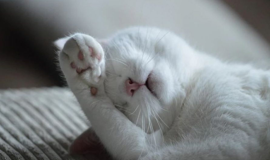 【夢占い】病気の猫の夢の意味 15 選