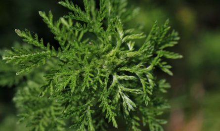 【夢占い】よもぎの夢の意味 10 選