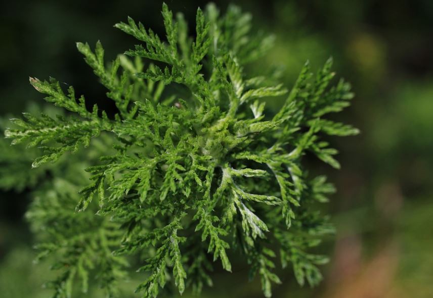 【夢占い】よもぎの夢の意味 10 選