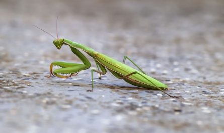 【夢占い】カマキリの夢の意味 15 選