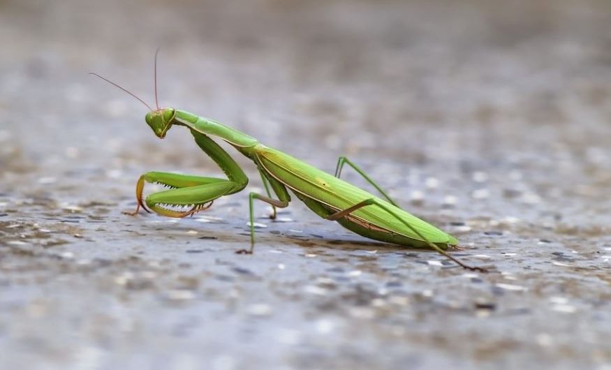 【夢占い】カマキリの夢の意味 15 選