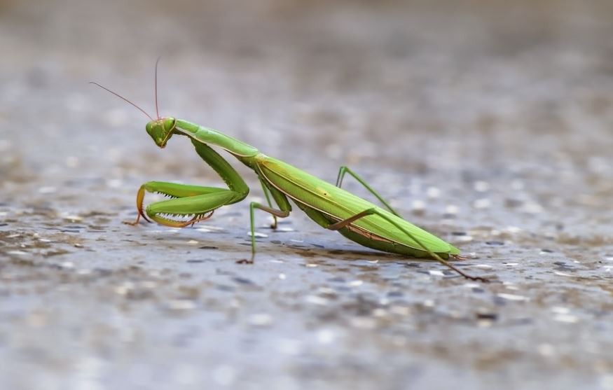 【夢占い】カマキリの夢の意味 15 選