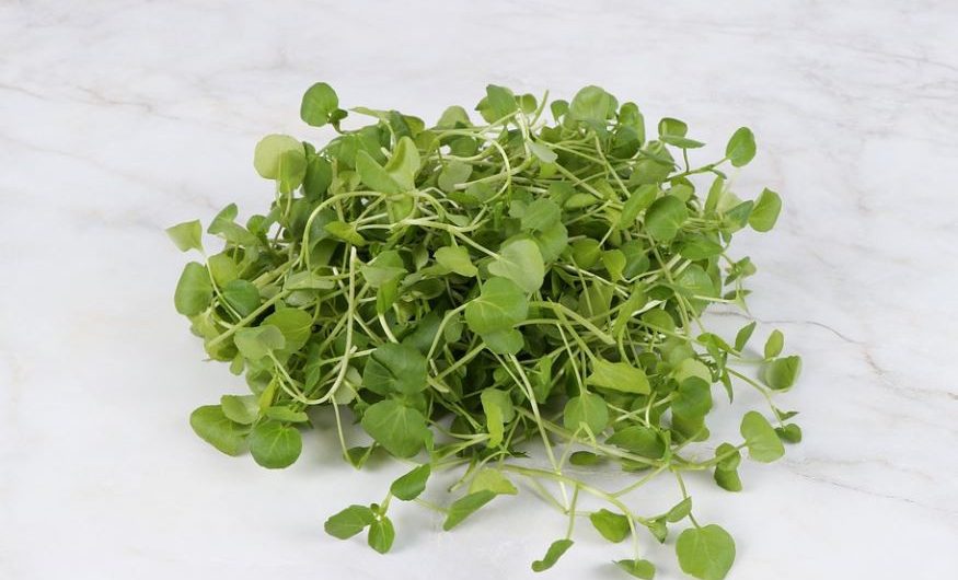 【夢占い】大根の夢の意味 12 選