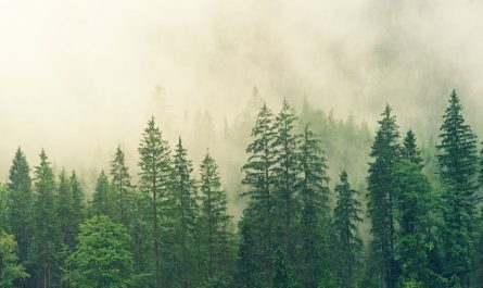 【夢占い】霧の夢の意味 10 選