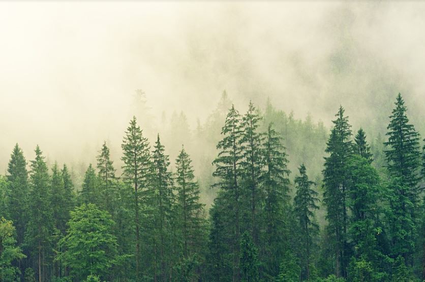 【夢占い】霧の夢の意味 10 選