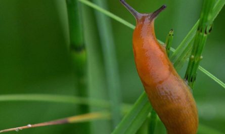 【夢占い】ナメクジの夢の意味 10 選