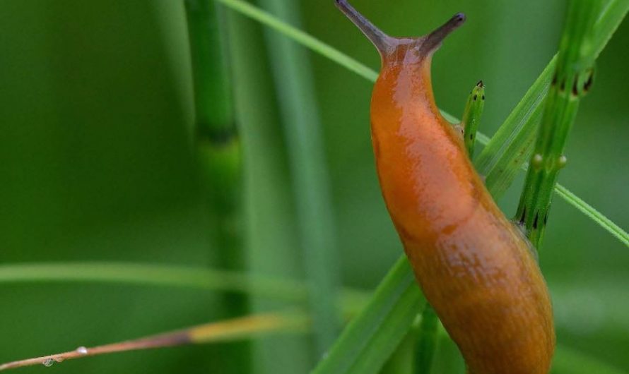 【夢占い】ナメクジの夢の意味 10 選