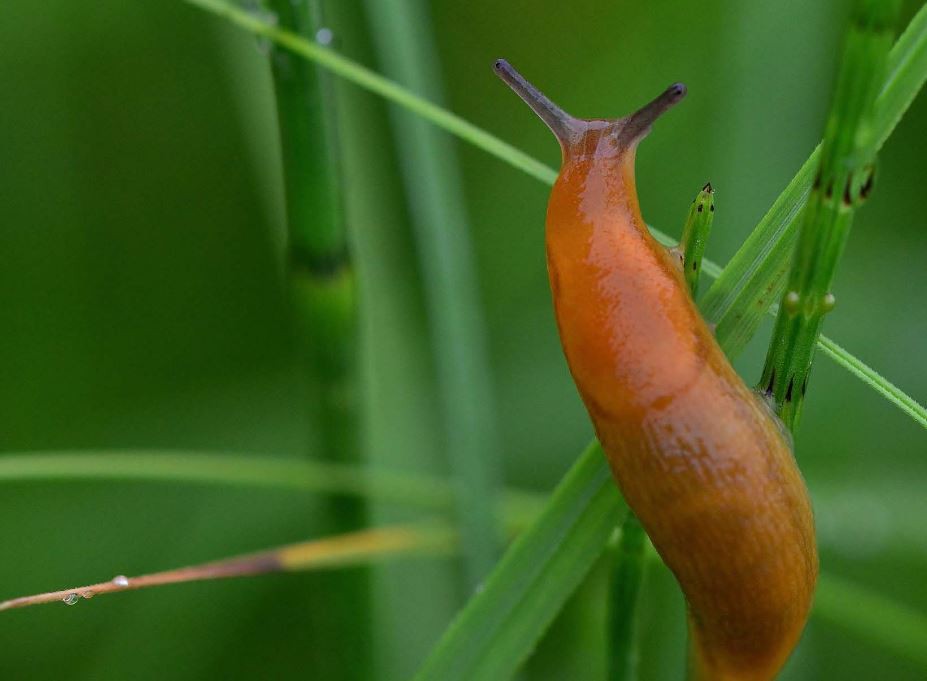 【夢占い】ナメクジの夢の意味 10 選