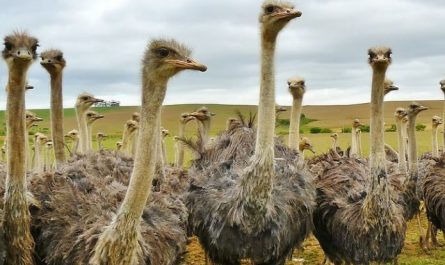 【夢占い】ダチョウの夢の意味 18 選