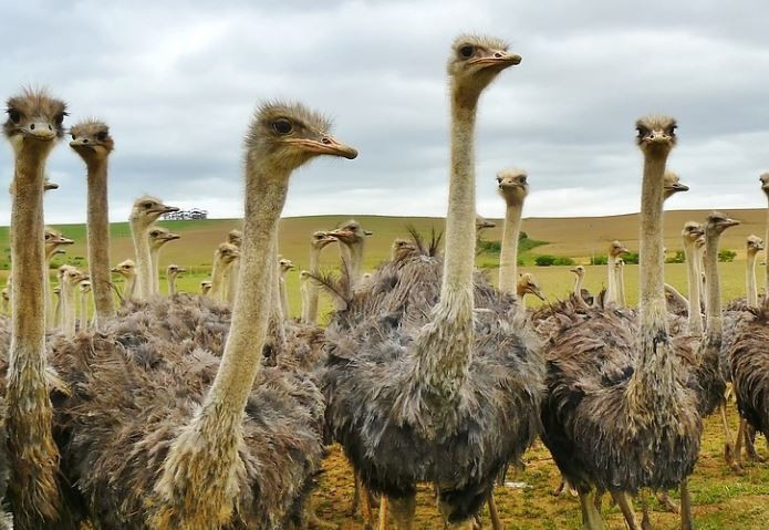 【夢占い】ダチョウの夢の意味 18 選
