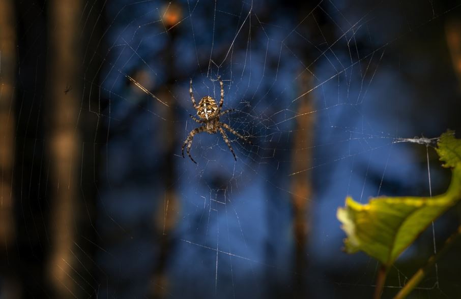 【夢占い】クモに噛まれる夢の意味 7 選