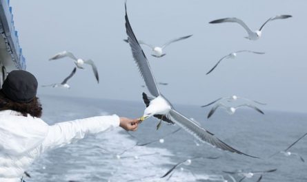 【夢占い】カモメの夢の意味 10 選