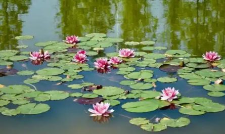 【夢占い】池の夢の意味 28 選