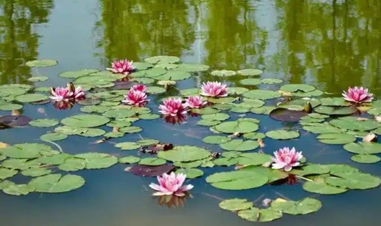 【夢占い】池の夢の意味 28 選