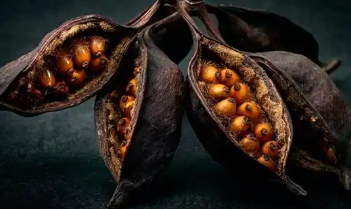 【夢占い】種の夢の意味 42 選